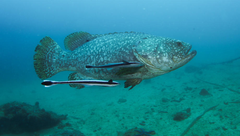 "希望以后人们下海时,一眼就能看见美丽的珊瑚和鱼群."王丰国说.