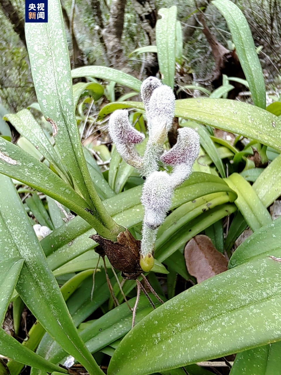 两个野生物种上新！广西首次发现麻栗坡绒兰和荔波杜鹃_腾讯新闻