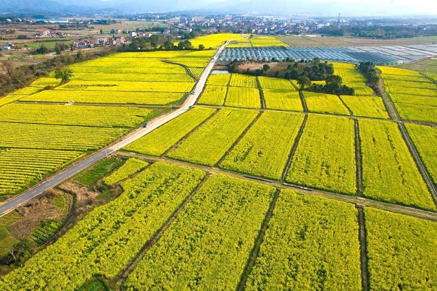 江西广昌油菜花开引客来