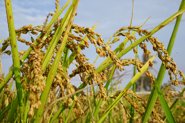 我国科学家揭示复粒稻遗传奥秘_腾讯新闻