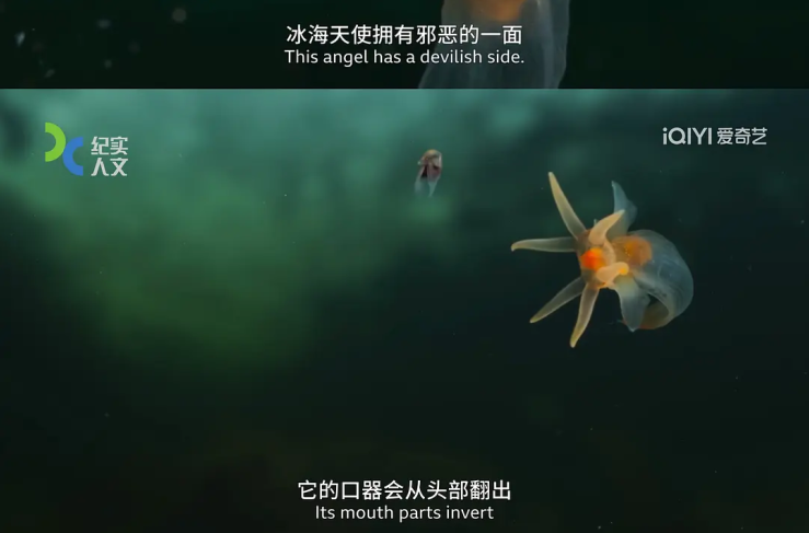 天使还是恶魔?别看它长得可爱,其实凶猛得很!