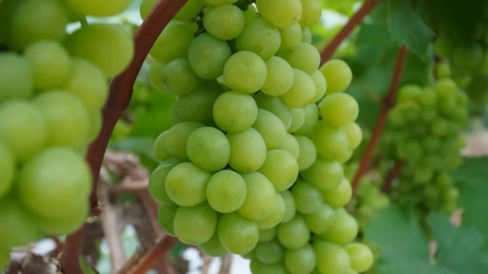 周末天气凉爽,摘葡萄去!