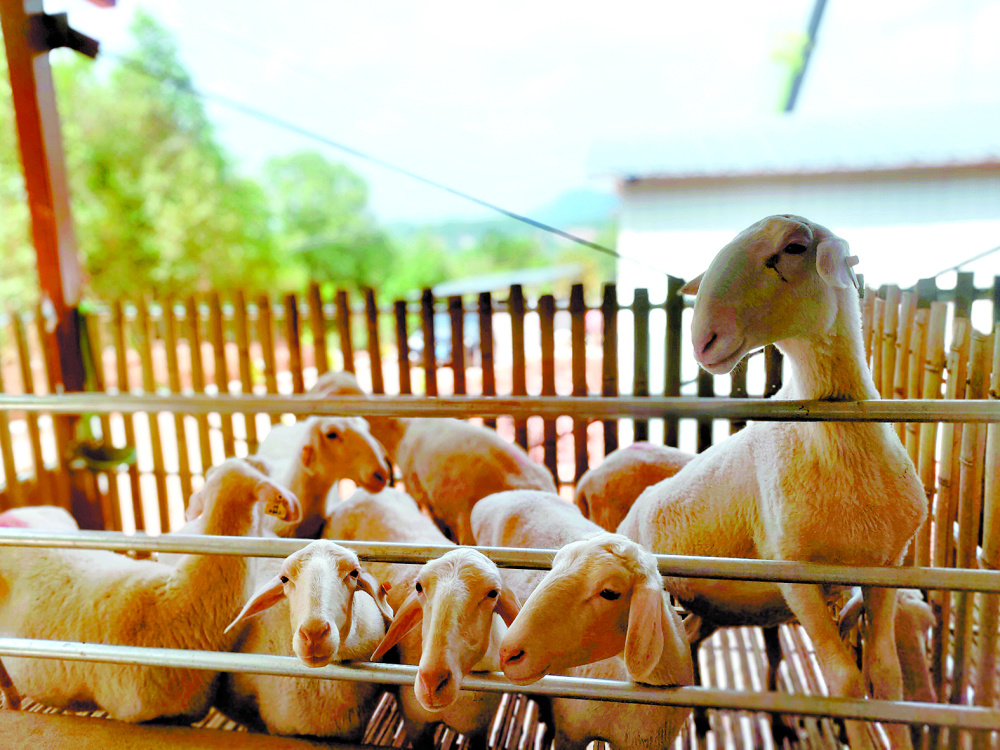 普洱市宁洱县规模化试养殖湖羊