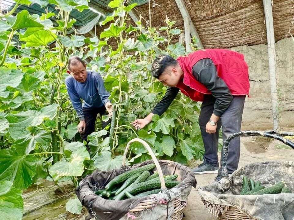脆嫩鲜香！精河县大棚黄瓜抢“鲜”上市_腾讯新闻