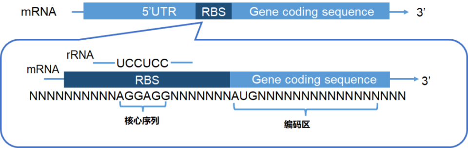 MESB-TJU战队:基于机器学习的枯草芽孢杆菌RBS序列设计与分析丨合成生物学竞赛_腾讯新闻
