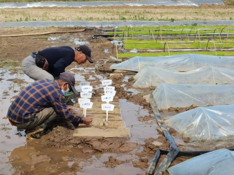 坐神舟遨游太空"小薇水稻"落户桥怀柔桥梓镇