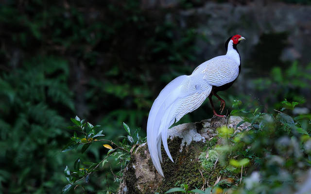 "白凤凰"再现江西武功山