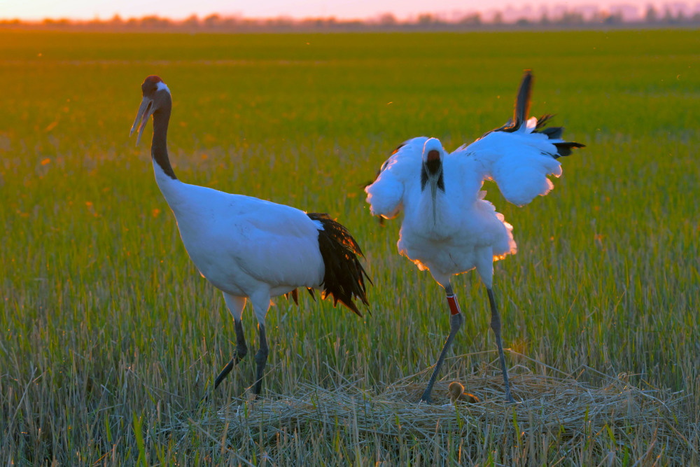 扎龙国家级自然保护区人工散养丹顶鹤迎来"出生季"