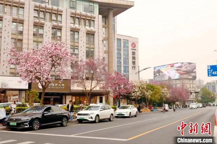 爱心形玉兰树现杭州街头