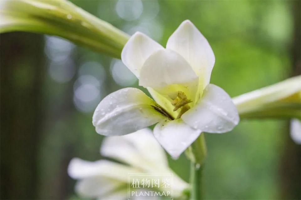 荞麦叶大百合,最不怕热的野花之一
