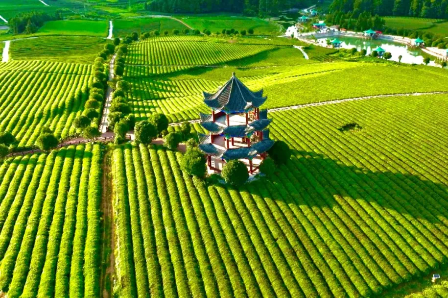 乡游黔中|松桃苗族自治县棉花山村:飘来茶韵香,捎来春天的第一口鲜