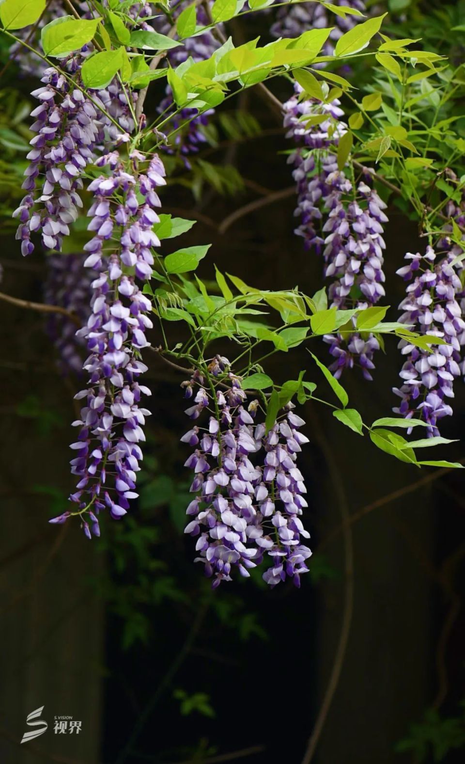 看双流这片梦幻紫藤花瀑布!_腾讯新闻