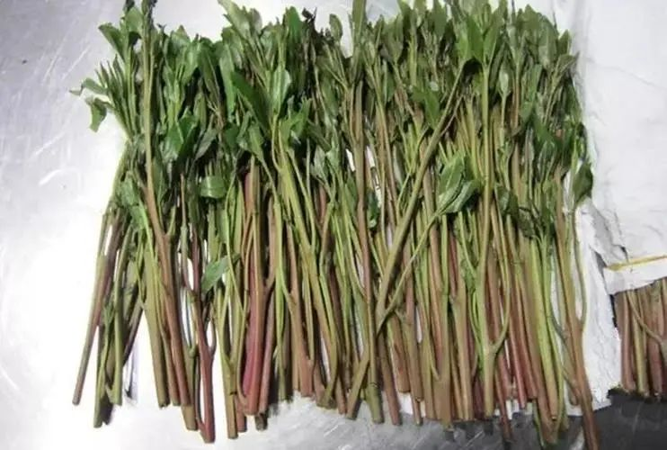 禁毒宣传 | "远离毒品,珍爱生命"——禁毒知识宣传