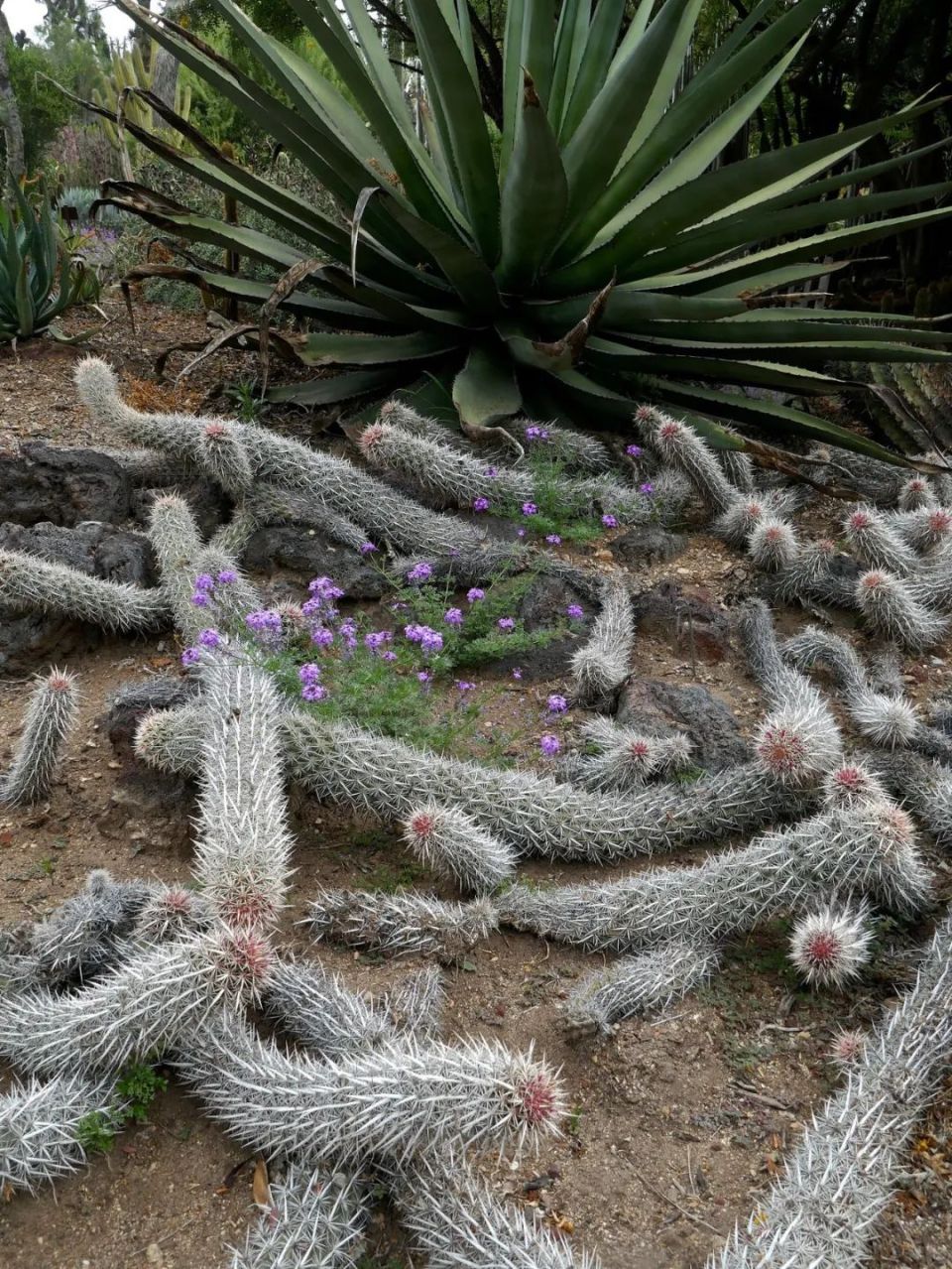 这种仙人掌能在沙漠里阴暗爬行,为了存活,它们杀死过去的自己