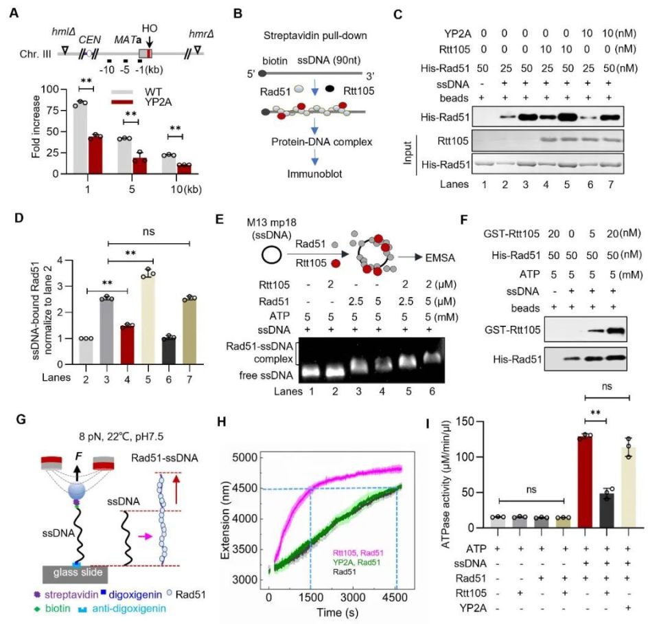 值得注意的是,作者发现rtt105通过不同的基序与rad51及rpa互作并调控