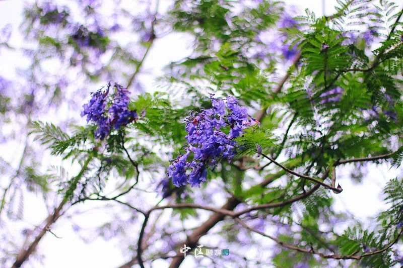 图!暴!击!快来get内江的蓝紫色浪漫