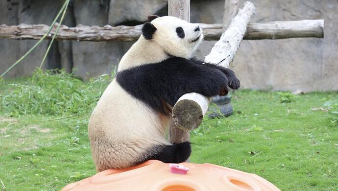 上海野生动物园大熊猫图片
