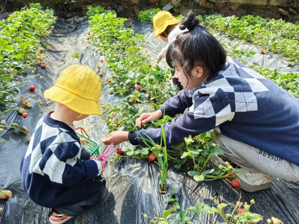 草莓采摘正当时,一起邂逅春日小莓好