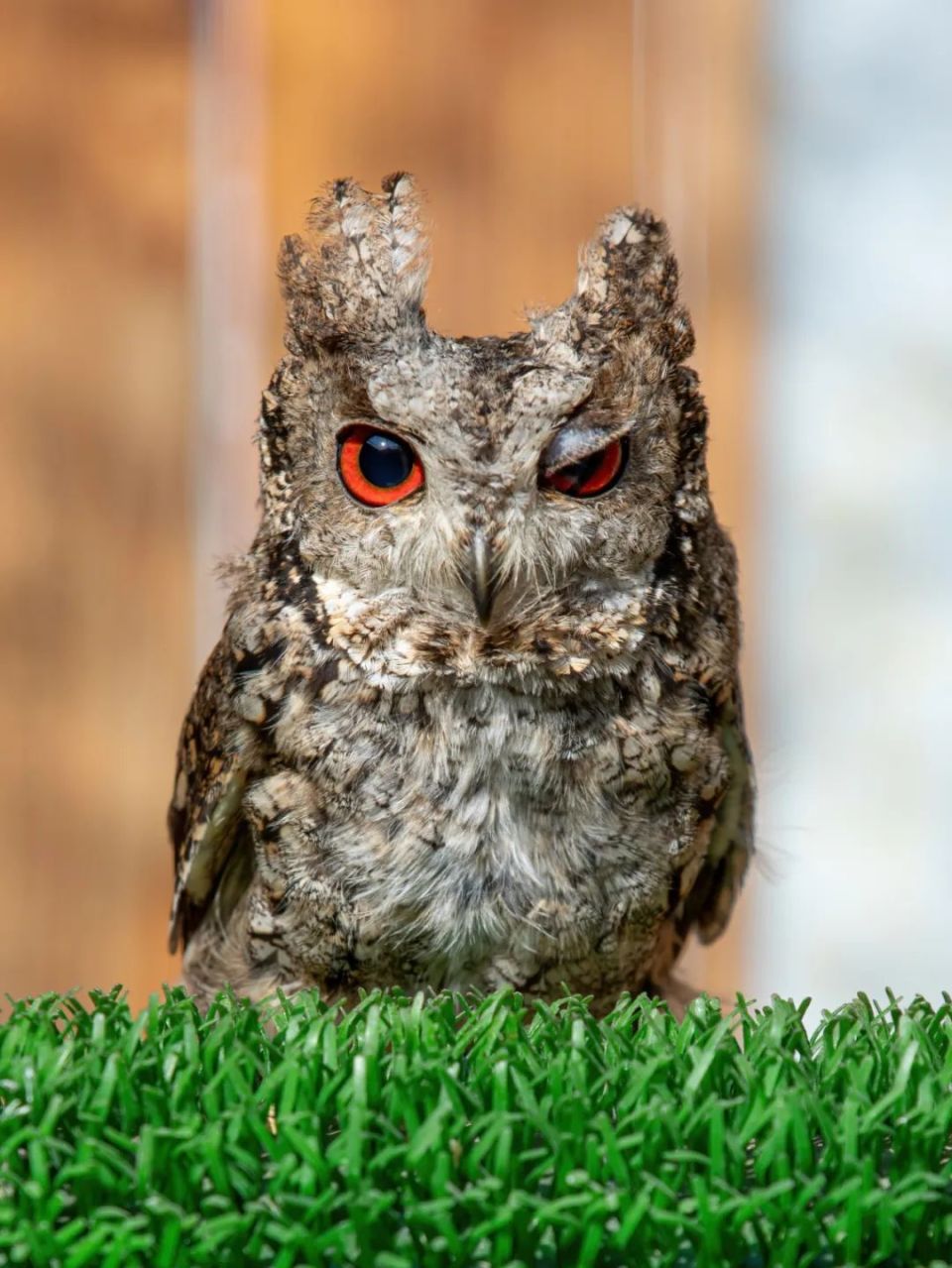 为了看这组"猫头鹰",很多人专门去了趟清华