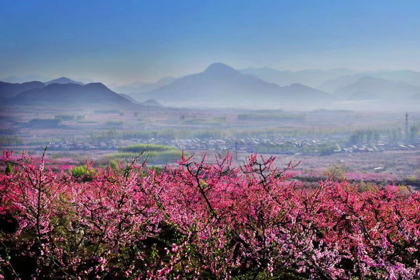 河北顺平桃花节图片