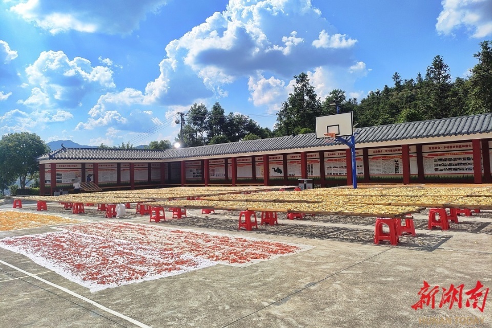 安化冷市镇:"小叶子"书写"大文章" 农文旅点亮"共富"梦