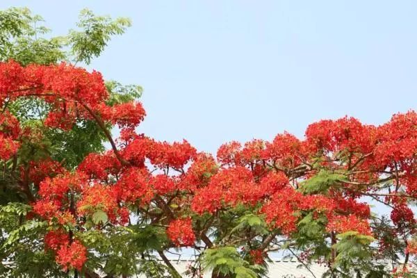 宁洱县磨黑古镇的凤凰花也如期绽放一片片红色的凤凰花朵灿如云霞