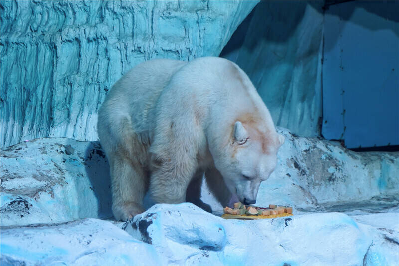 北极熊吃上美味"月饼" 青岛上演极地动物"吃播秀"_腾讯新闻