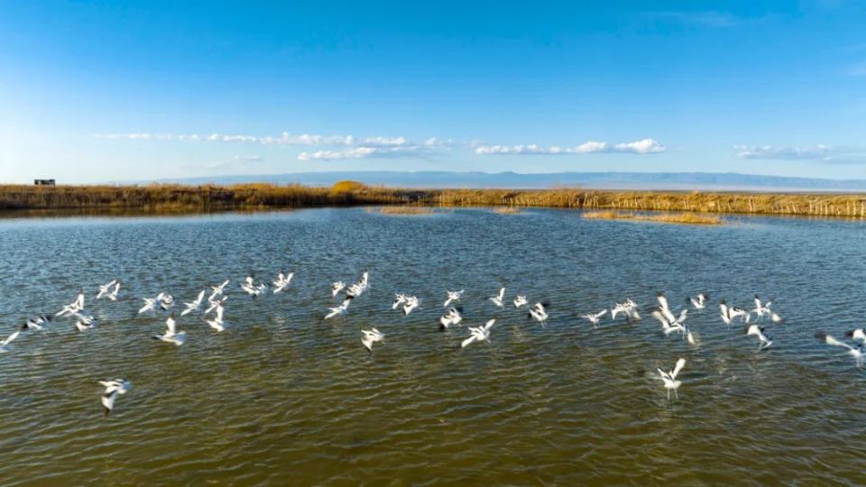 影像博州 | 春日胜景艾比湖