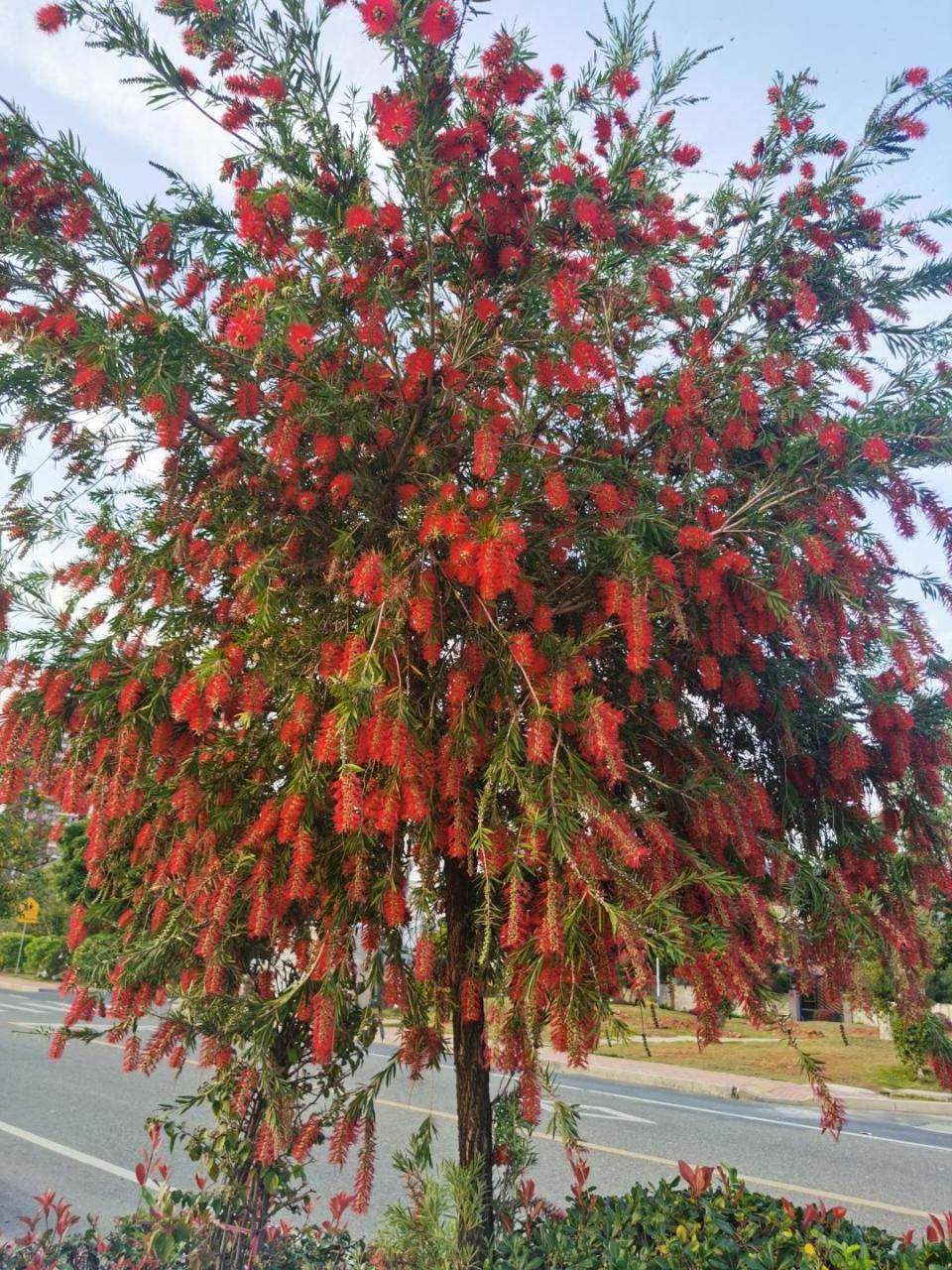 绿化树种怎么选广东发布乡村绿化树种选择指引