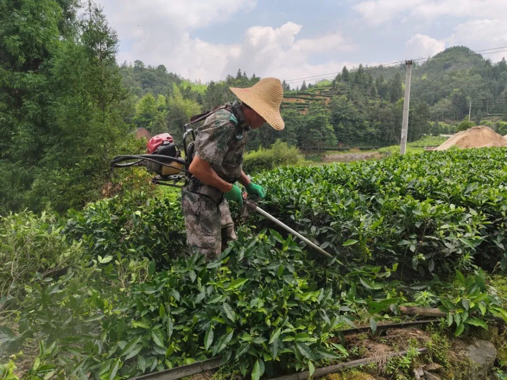 茶叶灌溉图片