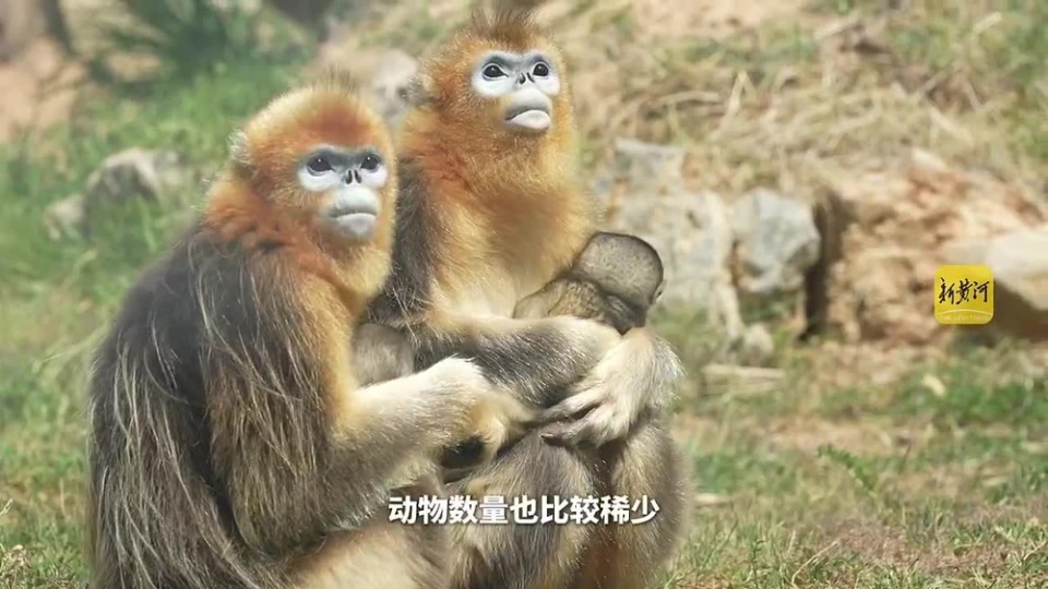 被称为"世界最漂亮的猴子"之一,这个"六一"儿童节,它有没有萌化你的心