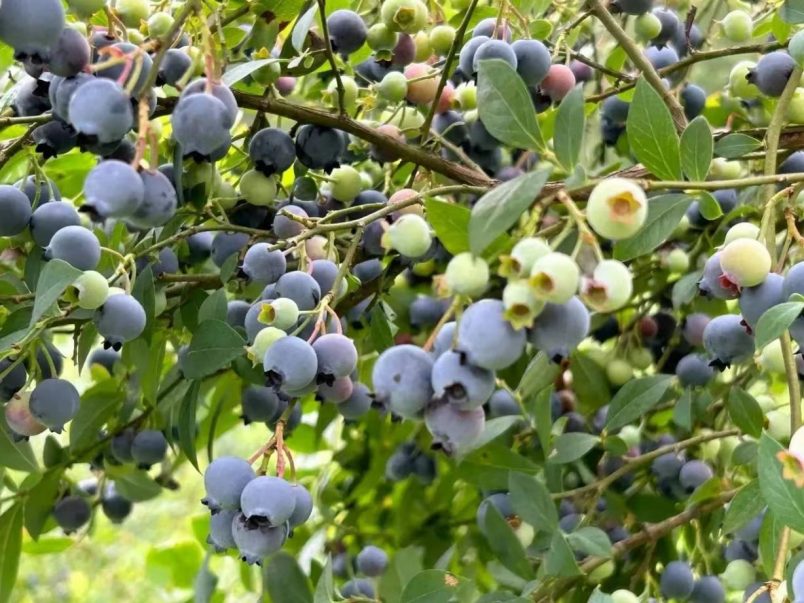 一株株翠绿的蓝莓树在温泉镇安江村蓝莓基地季节蓝莓已进入成熟的眼下