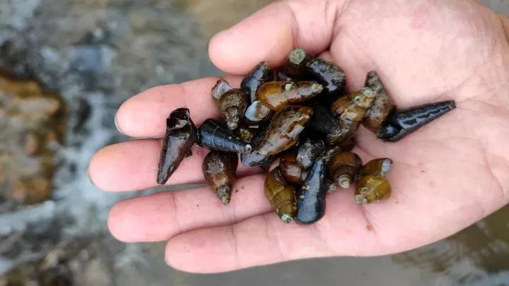 惠东高潭甘溪村:养殖山坑螺 探索致富新路子