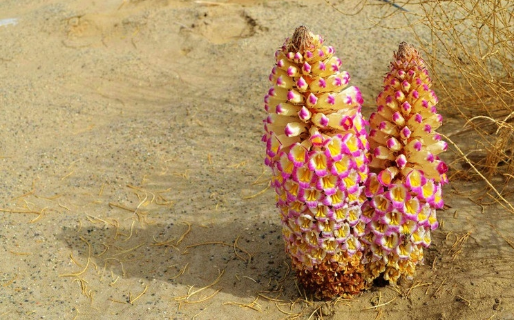 张掖特产甘肃奇草灵药肉苁蓉