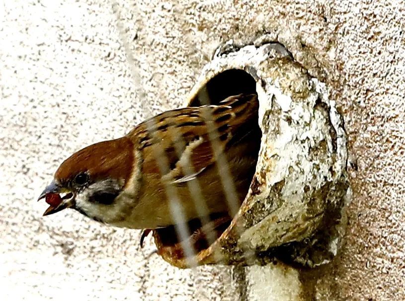 在绿化树火焰木花朵中吸蜜的八哥(上),在废弃水管居住的麻雀(中),监控