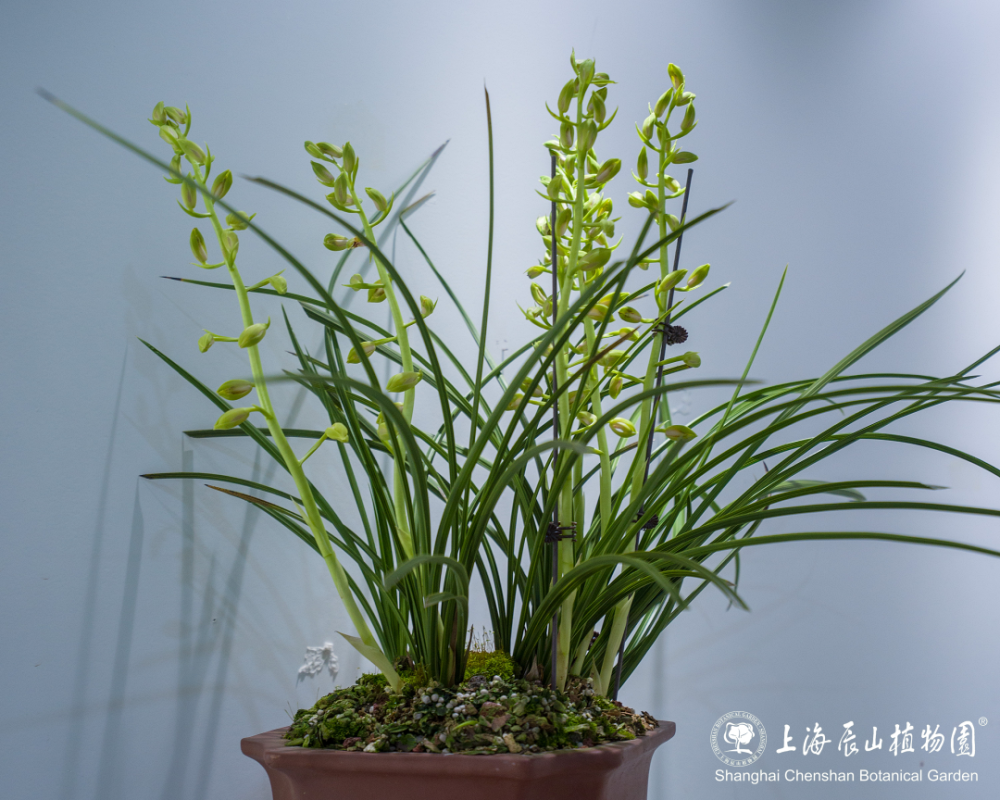 30余种精品蕙兰一次赏!蕙之华国兰特展持续至5月12日,欲赏从速噢