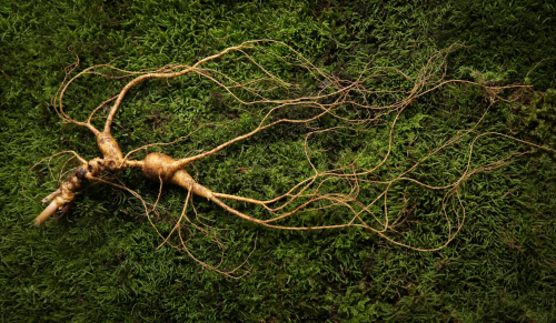 探秘一颗野山参是如何长成的