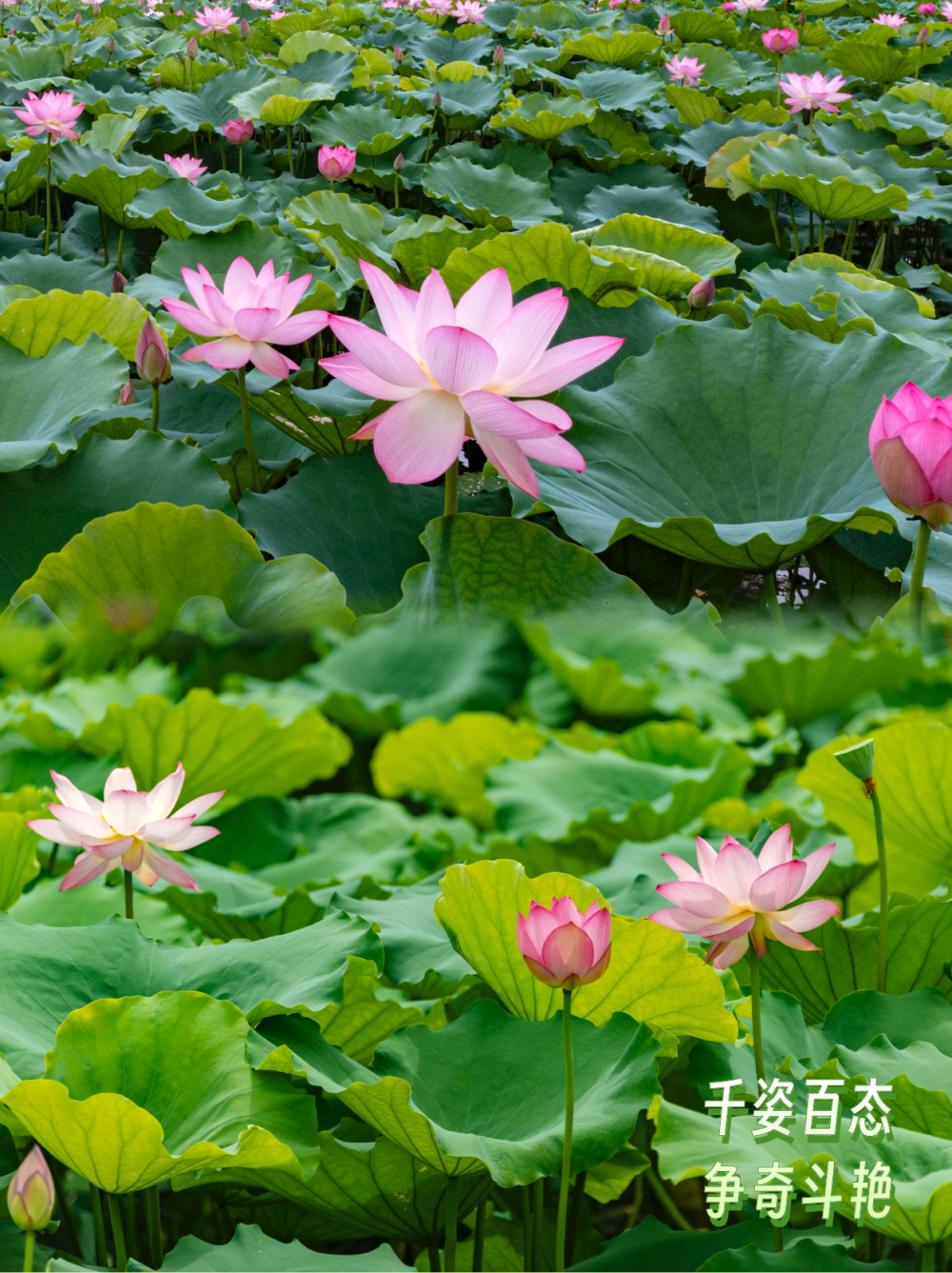 荷花大全大图片欣赏图片