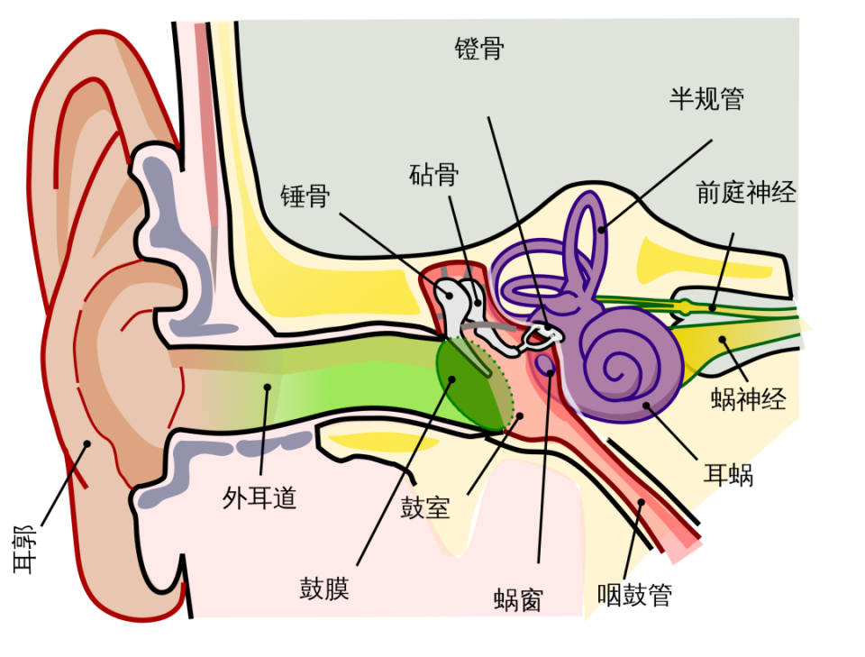 鼓膜四个象限解剖图图片