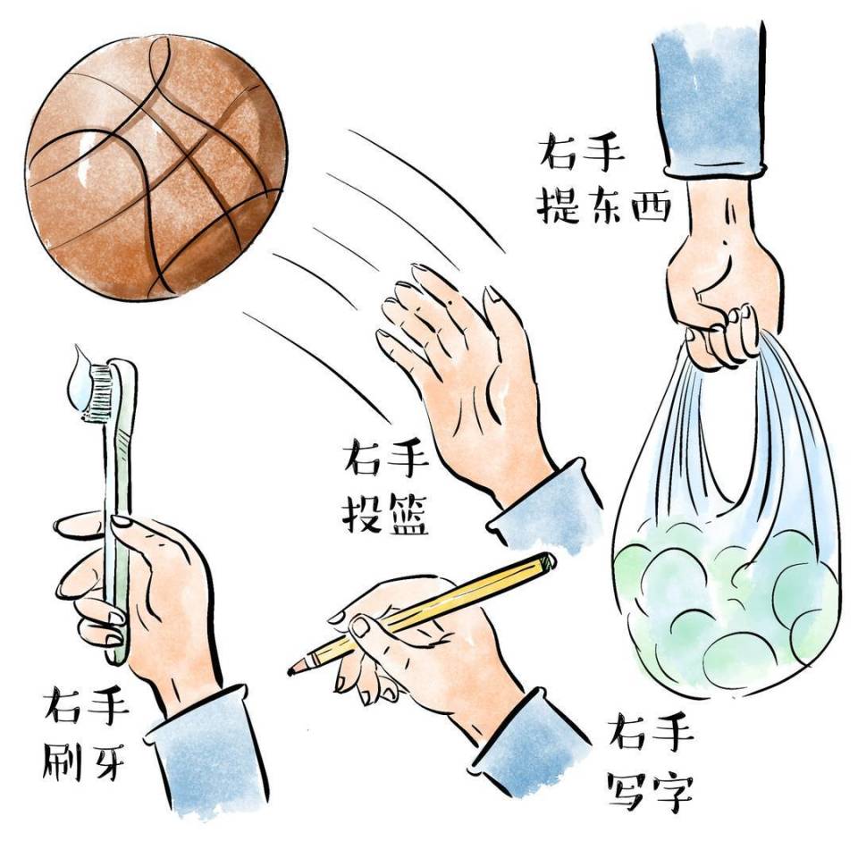 知识窗丨为何大多数人习惯用右手而不是左手