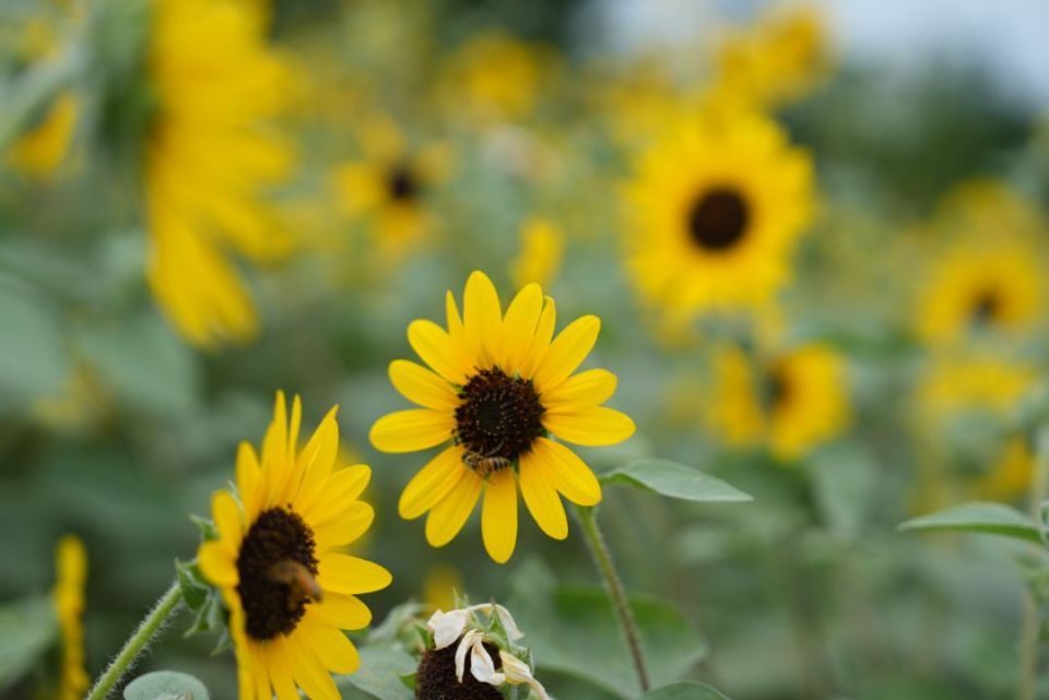 普陀这片向日葵花海惊艳绽放