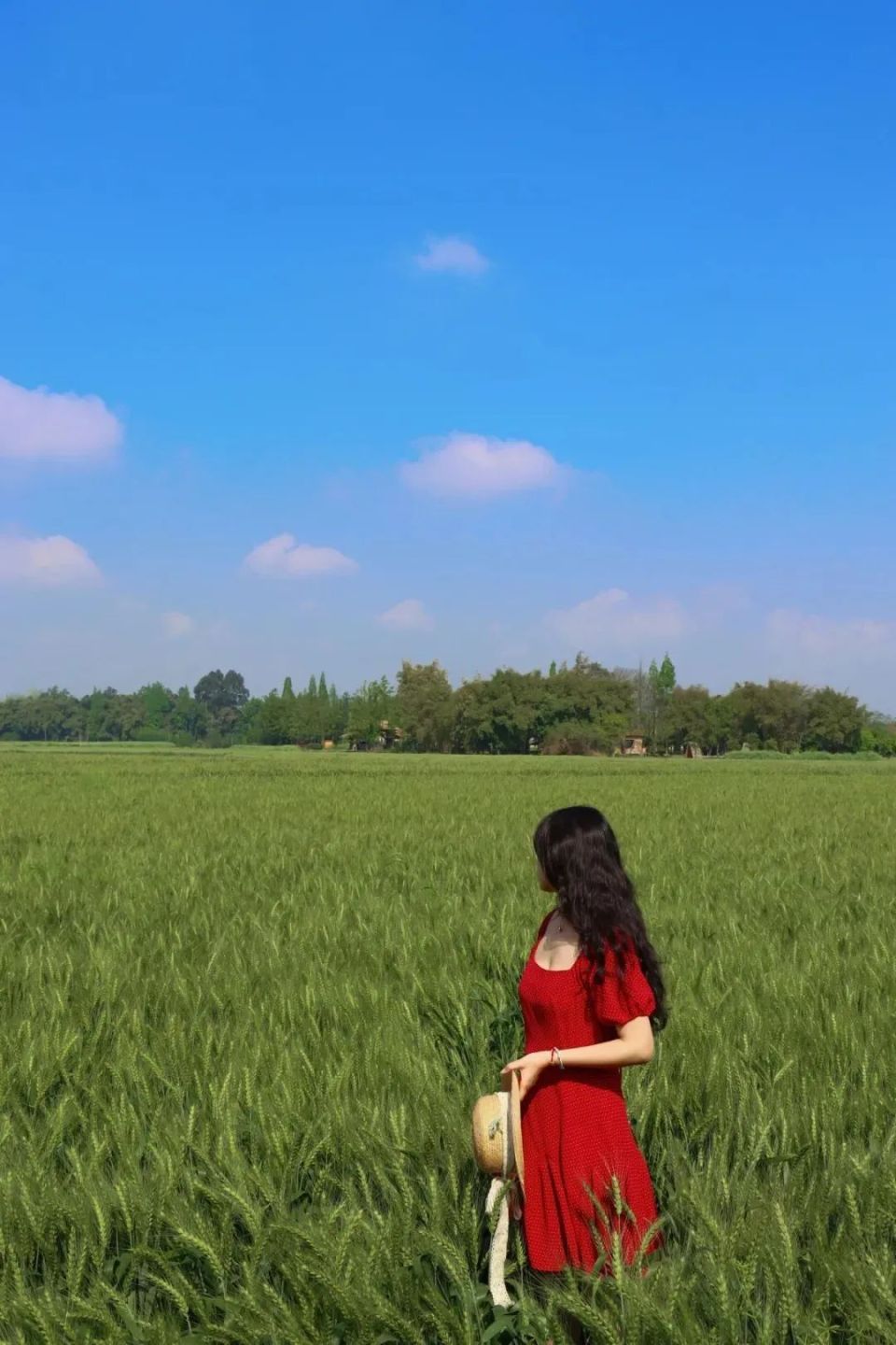 新津版喜洲麦田,美!