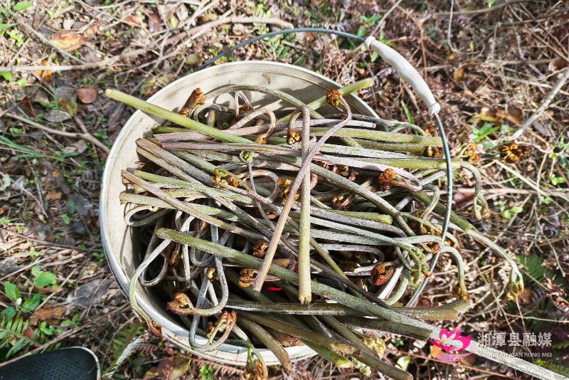 湘潭县:蕨菜上"新" 尝一尝春天的味道_腾讯新闻