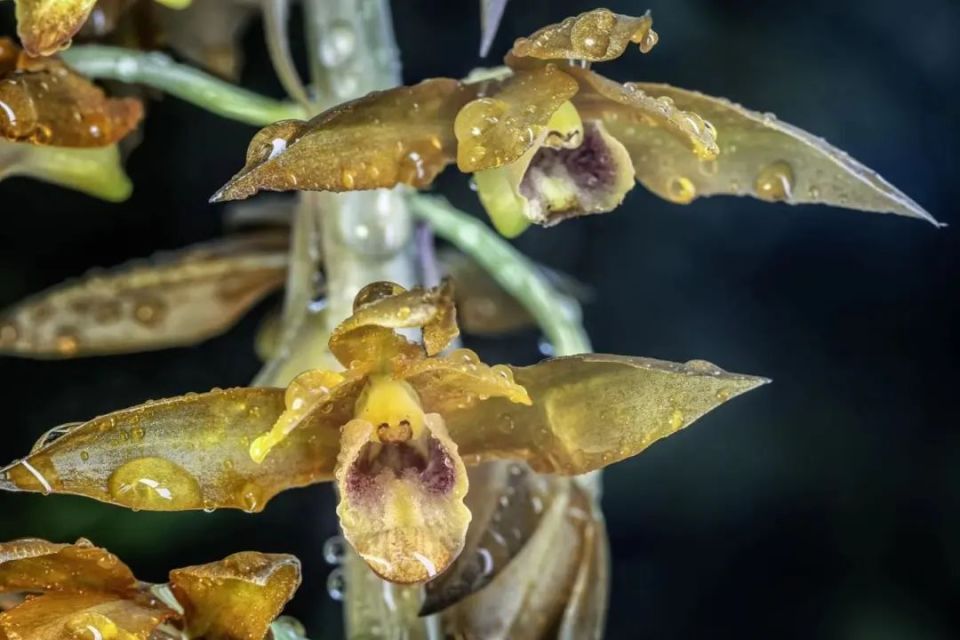 美冠兰是珍稀植物图片