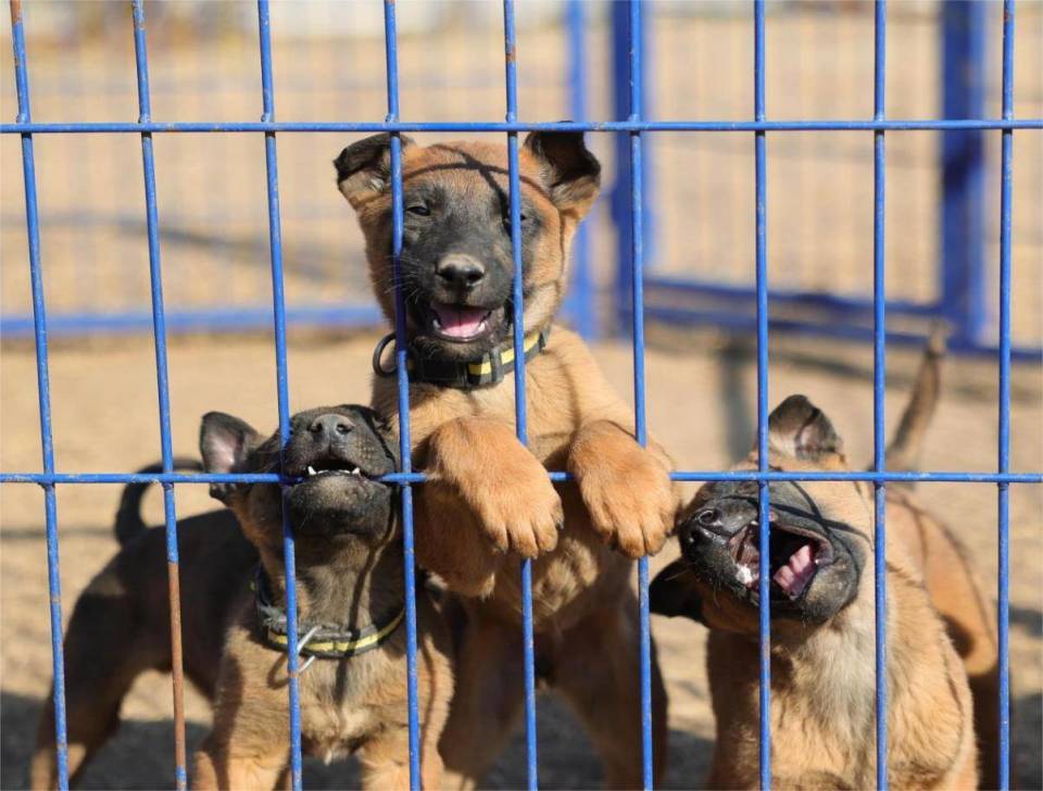 马里努阿犬你了解小时候的警犬吗?