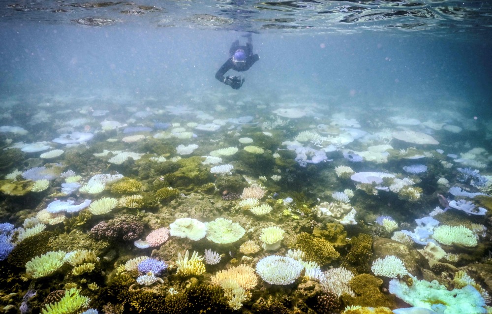 大堡礁遭遇珊瑚白化