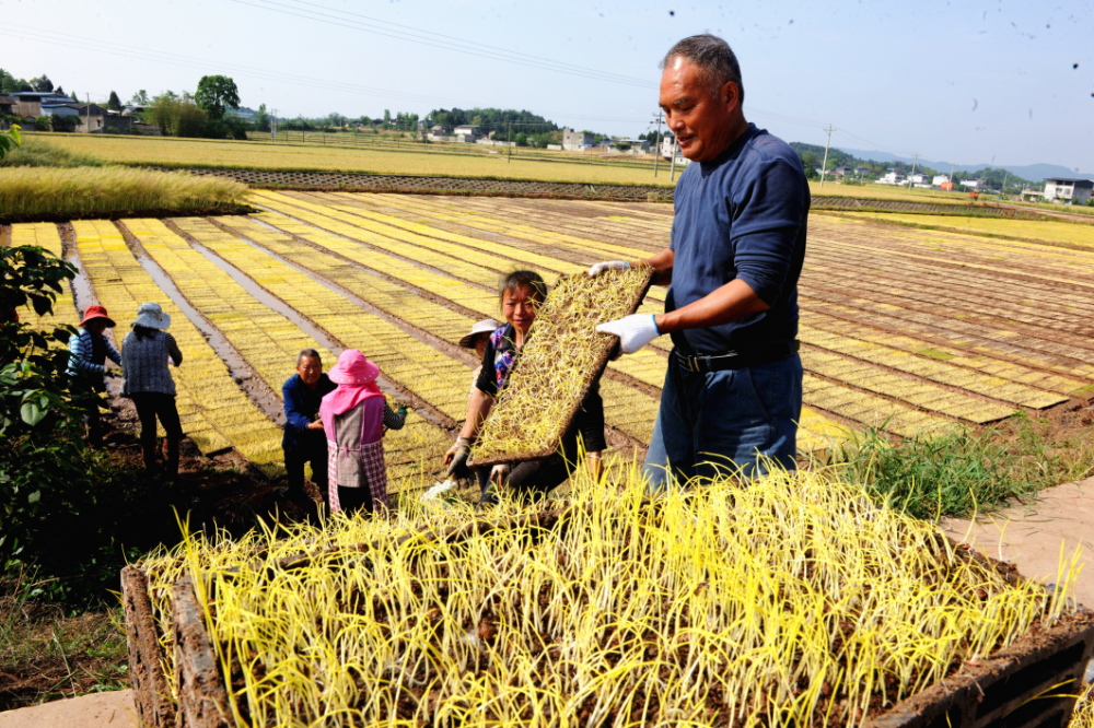 【巡礼】德阳市中江县:以"新农会"建设为抓手探索统战助力乡村振兴新