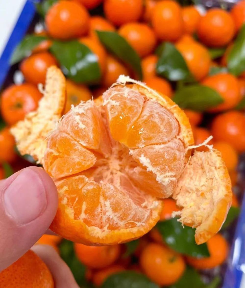 砂糖橘要16块钱一斤?来看看梧州的砂糖橘价格如何