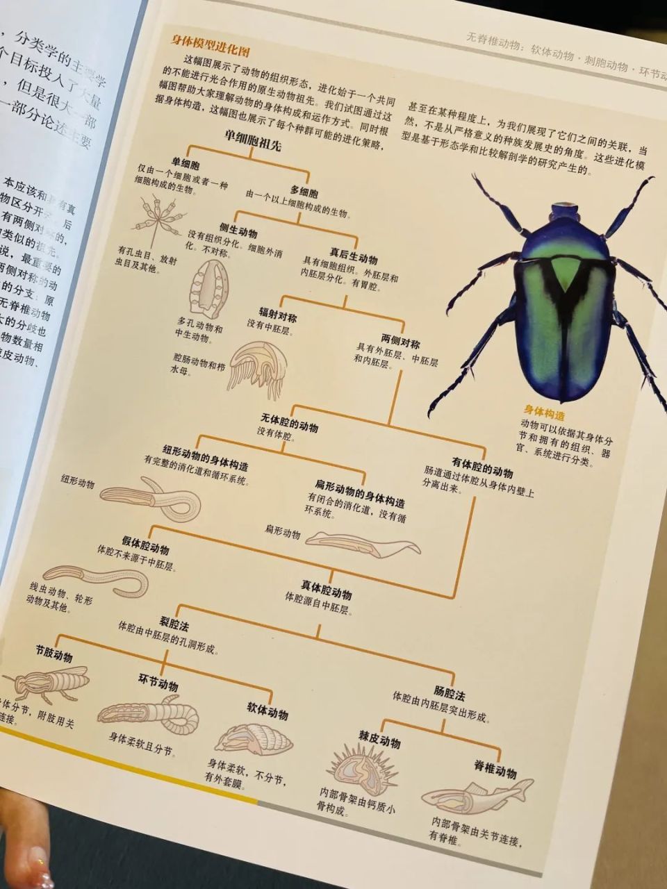 50种动物简介图片