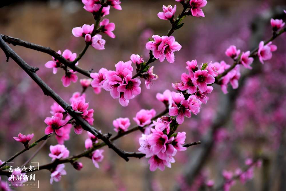 高清桃花图片大全真实图片